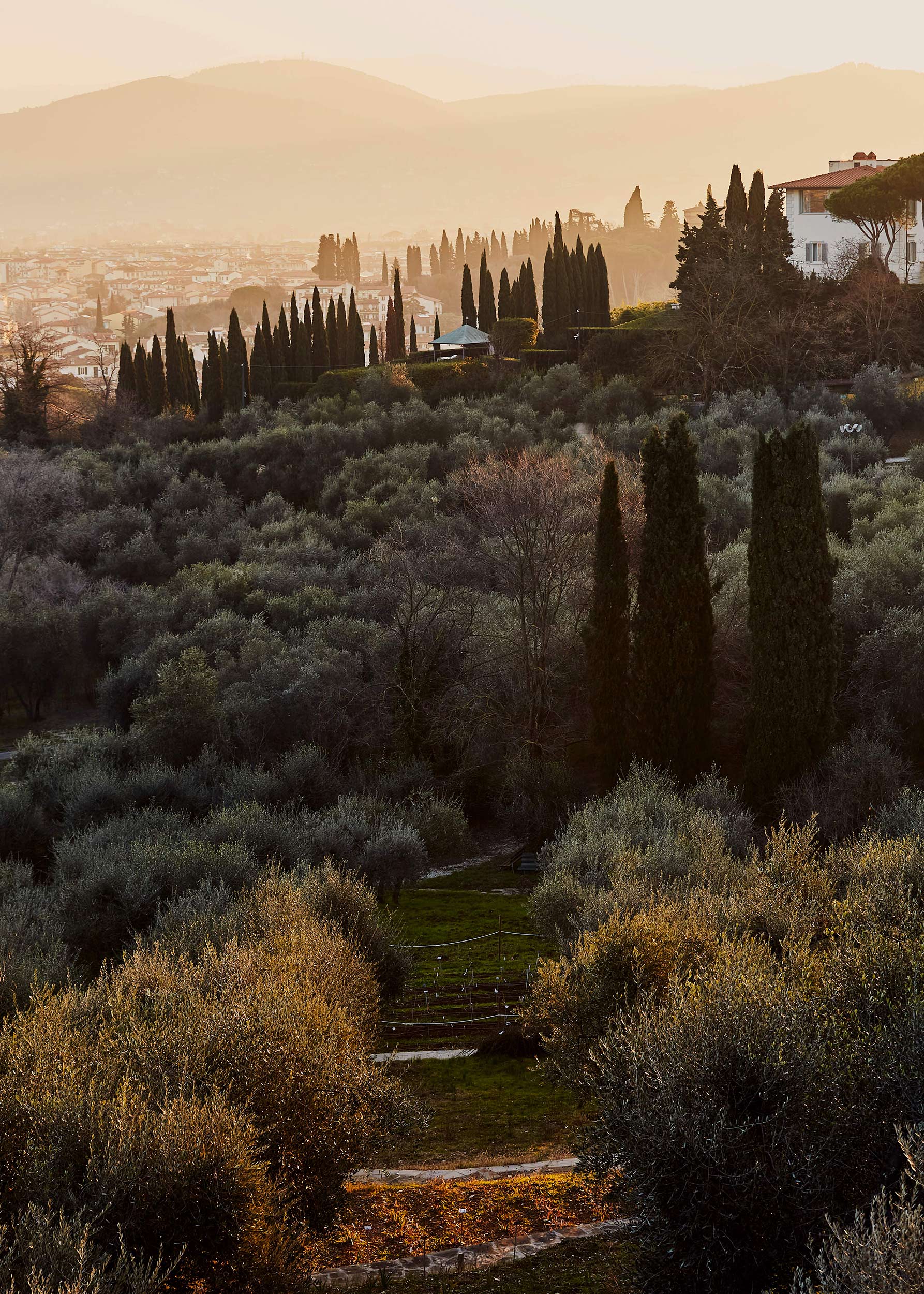 Cypress Tress in Florence, Italy by travel photographer Nico Schinco. 