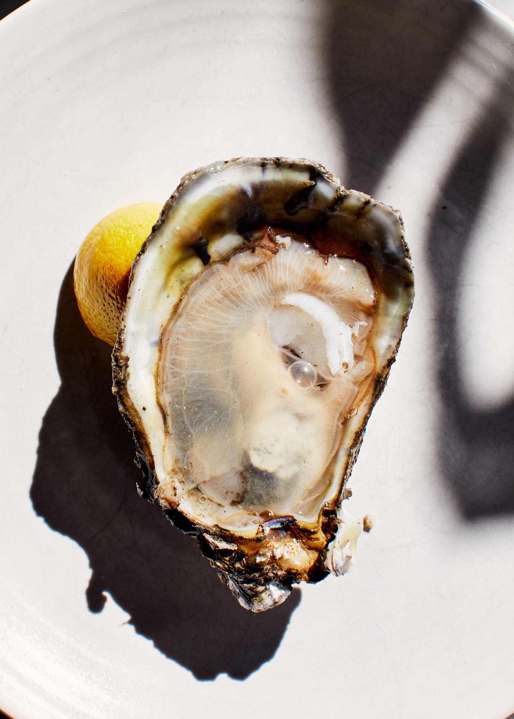 Oyster and lemon in New Orleans, LA