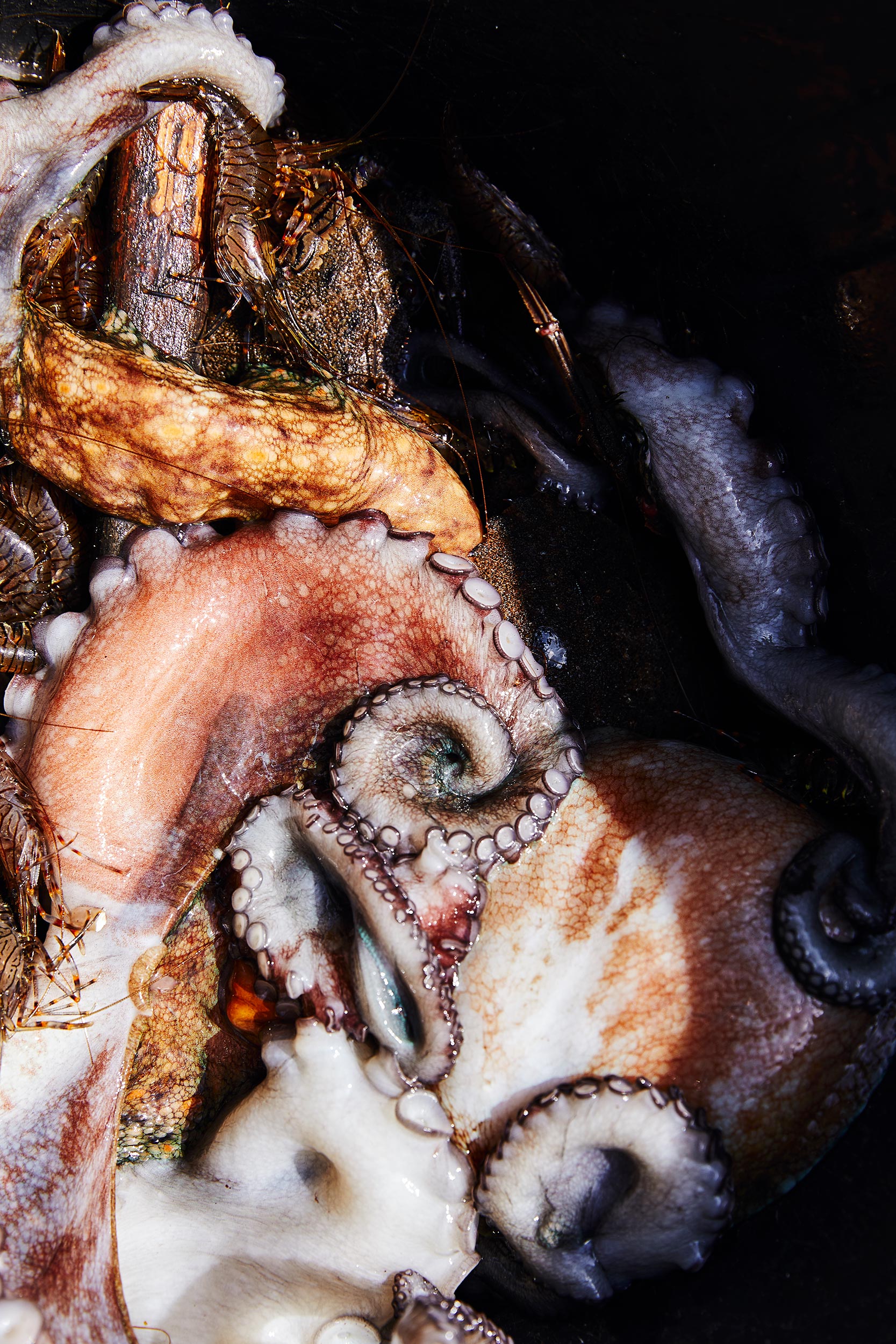 Fresh Spanish Seafood, Octopus, Shrimp, Crabs, Pulpo alla Gallega