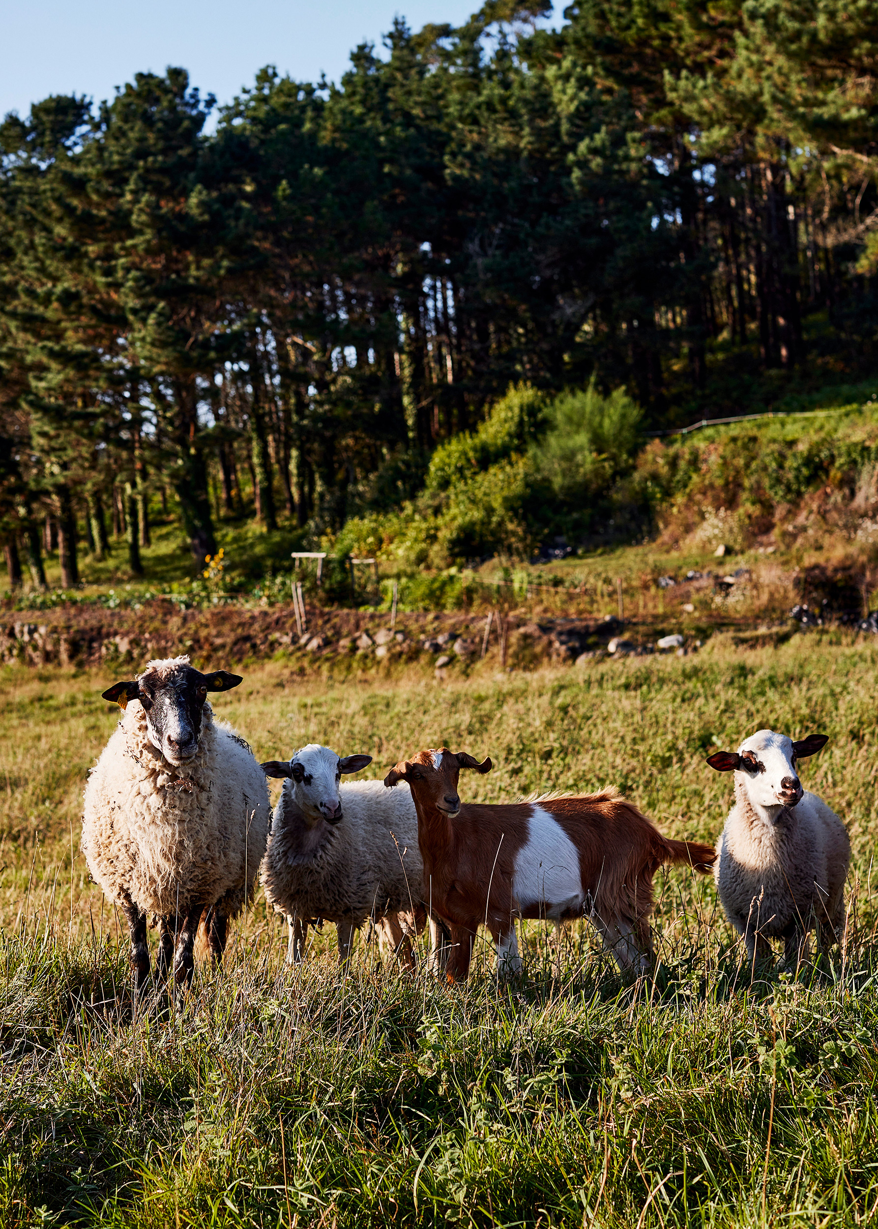 Farm animals in the countryside of Galicia, Spain by food and travel photographer Nico Schinco. 
