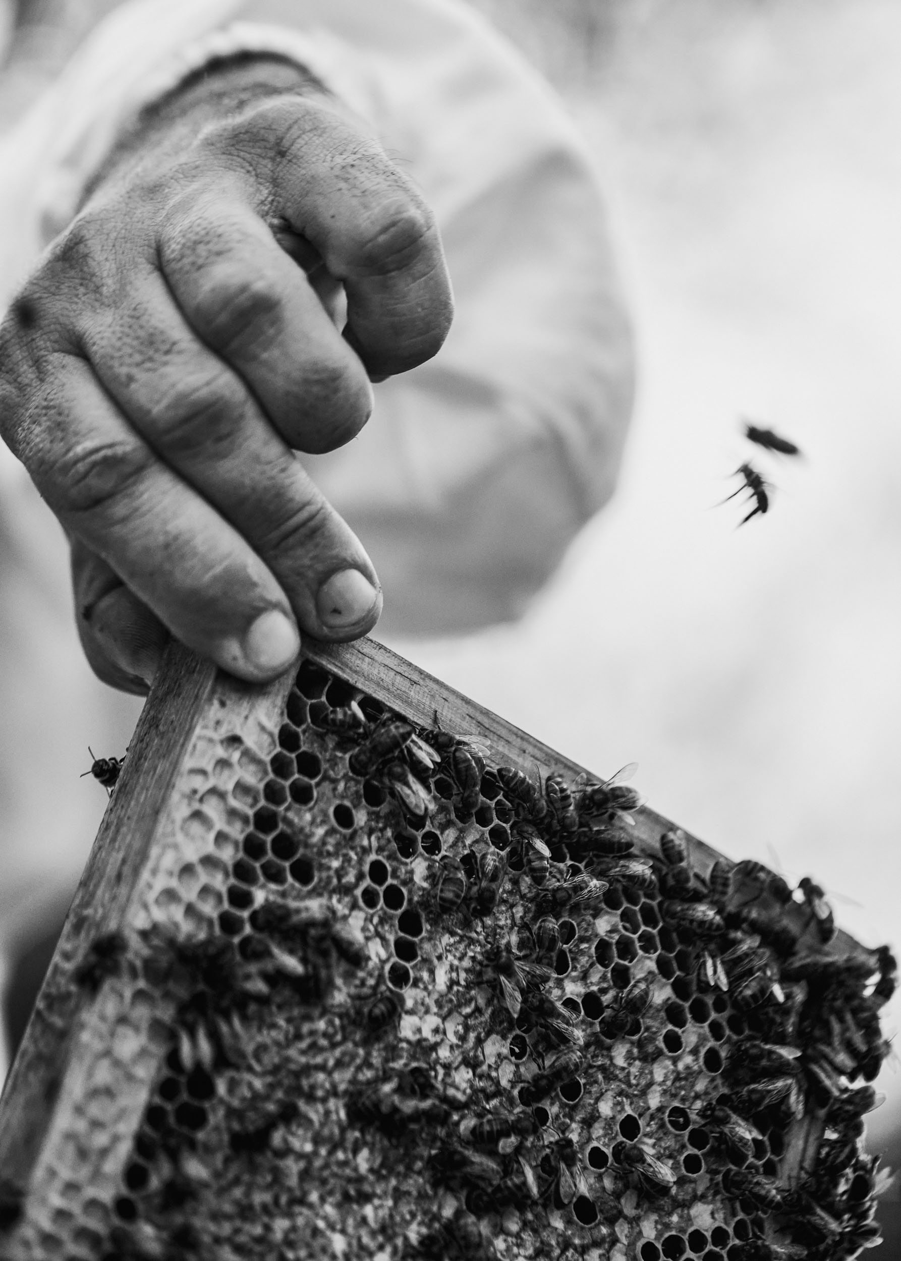 Beekeeper in Mallorca, Spain by travel photographer Nico Schinco